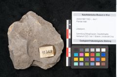 Foto (Objekt + Etikett) von Plantae indet.  (NHMW-GEO-2024-0188-11563)